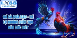 Đá Gà Cựa Dao